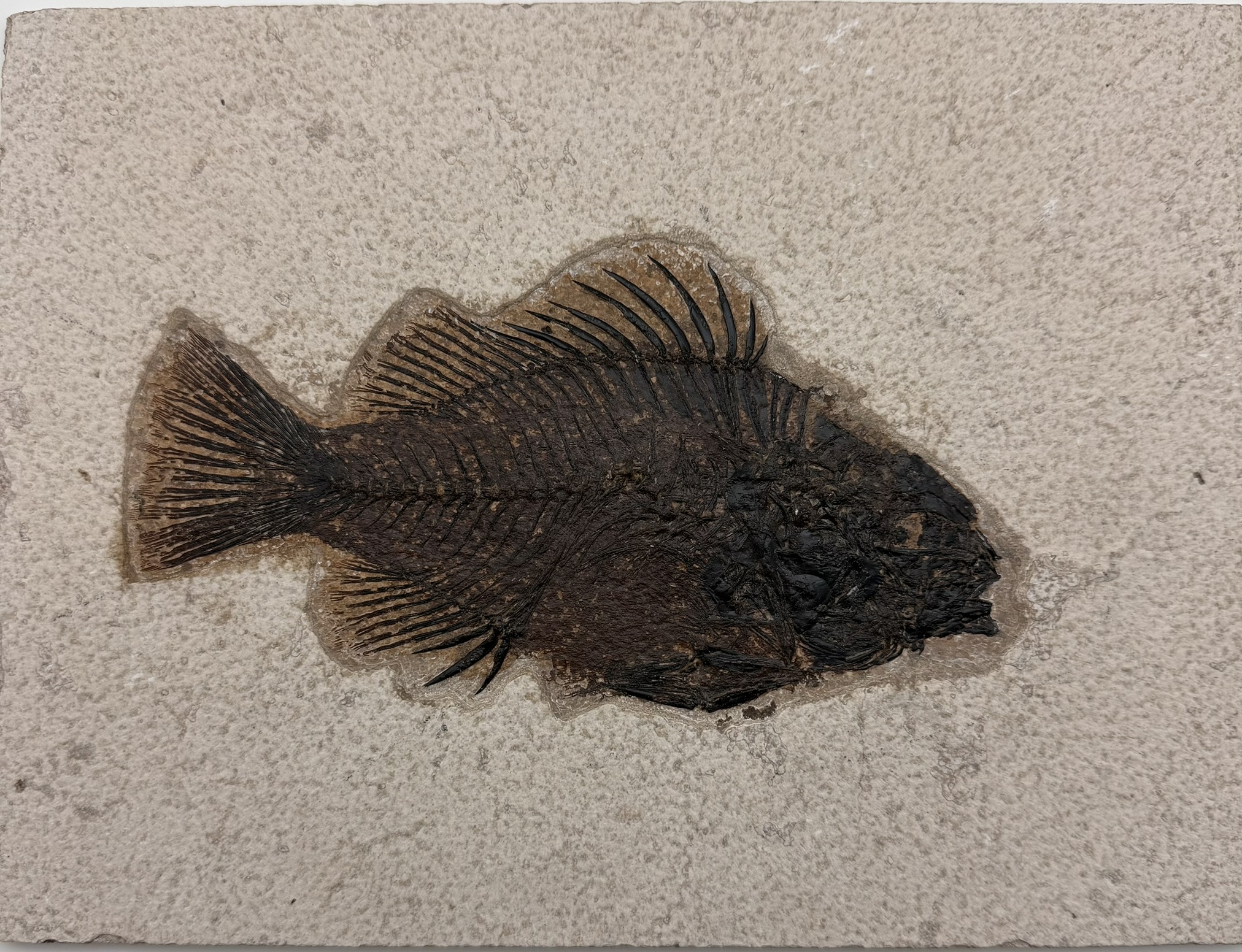 Cockerallites liops Fossil