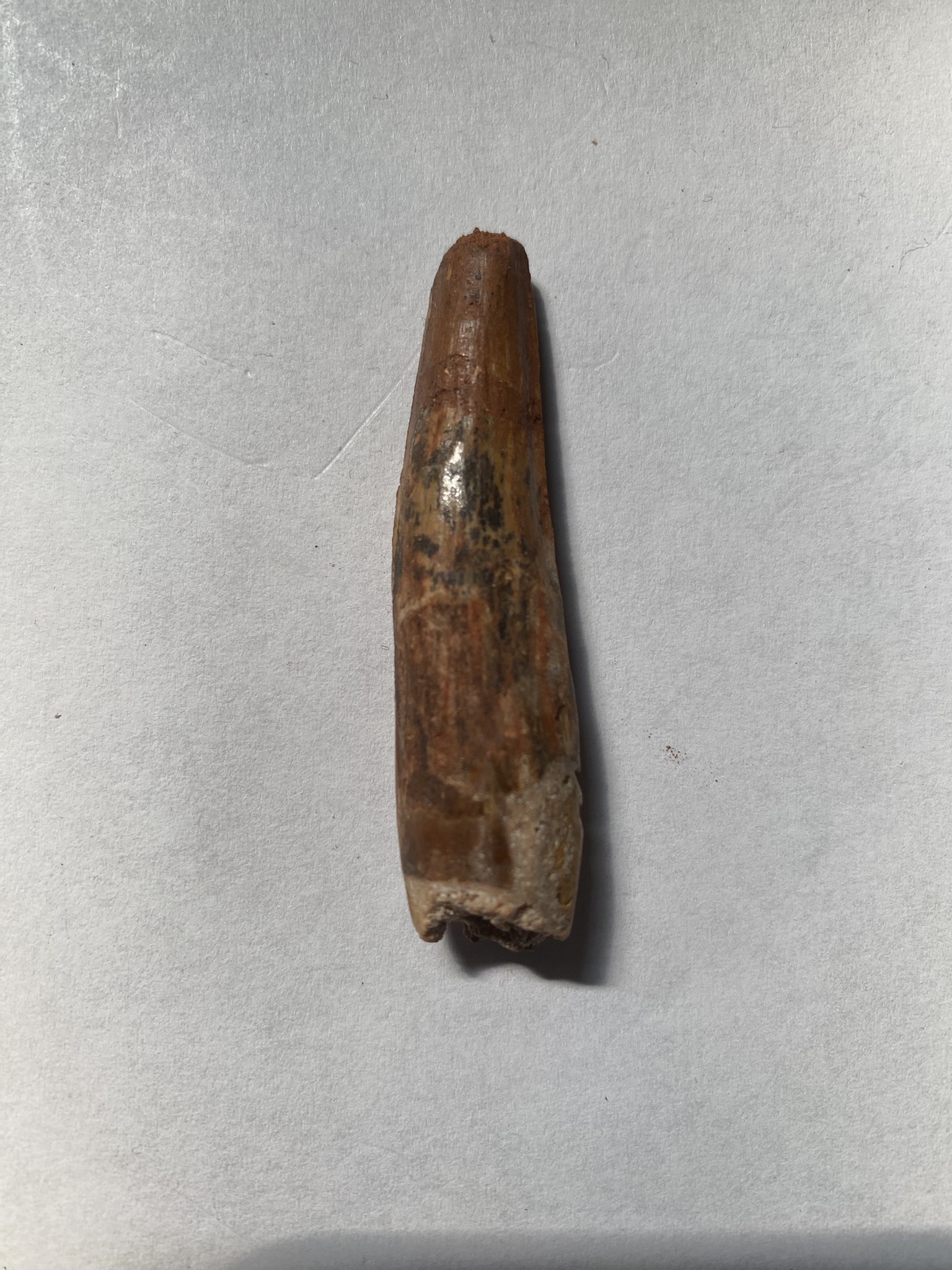 Spinosaur tooth