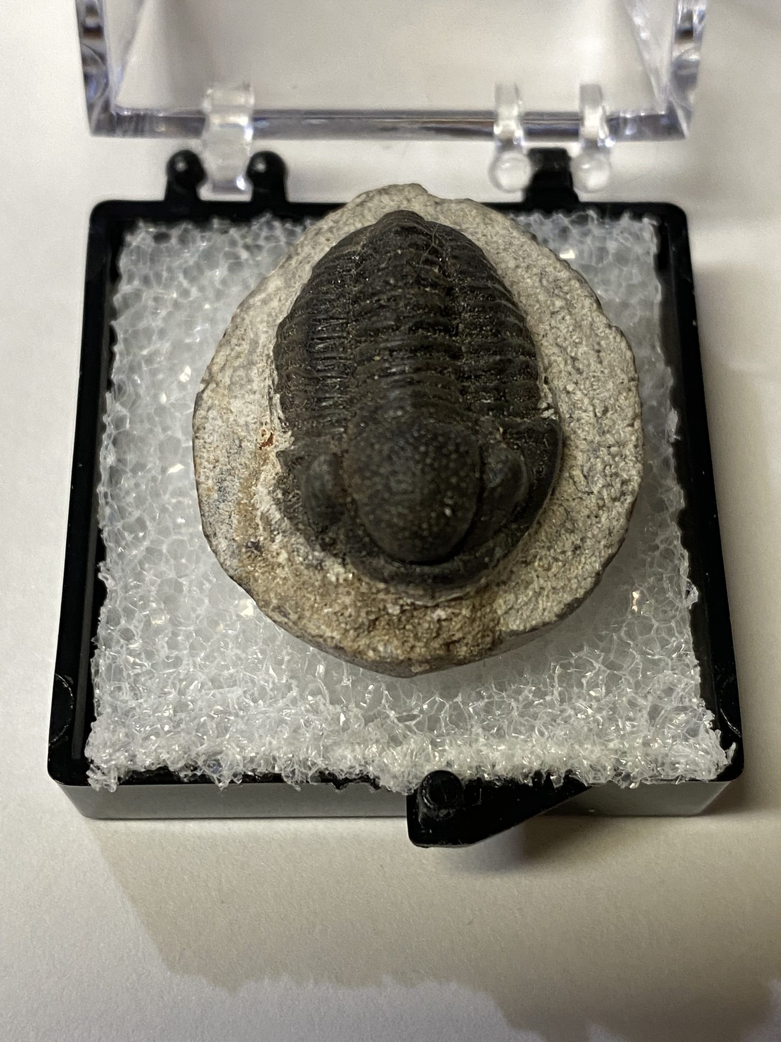 Trilobite