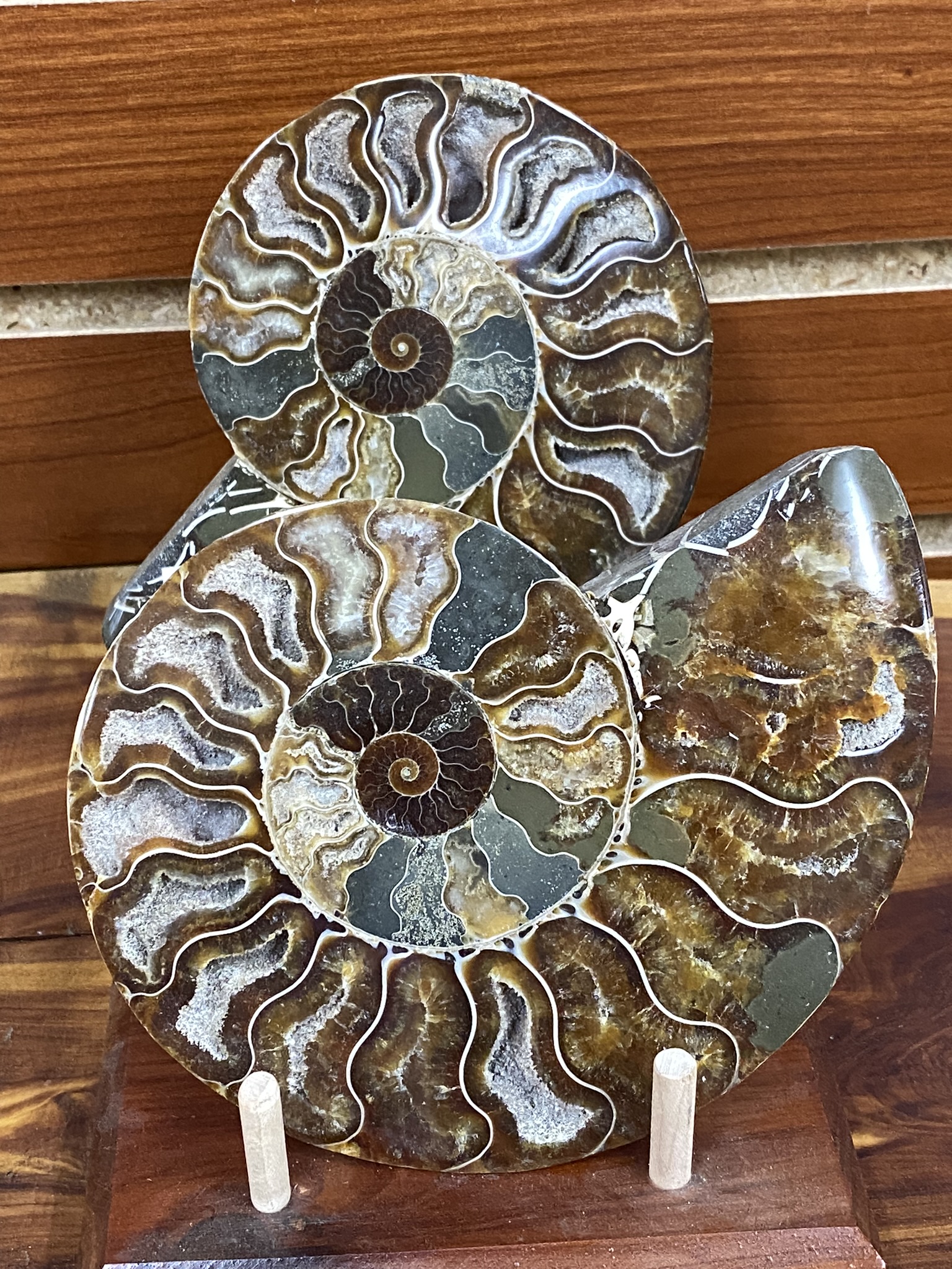 Ammonite Halves pr