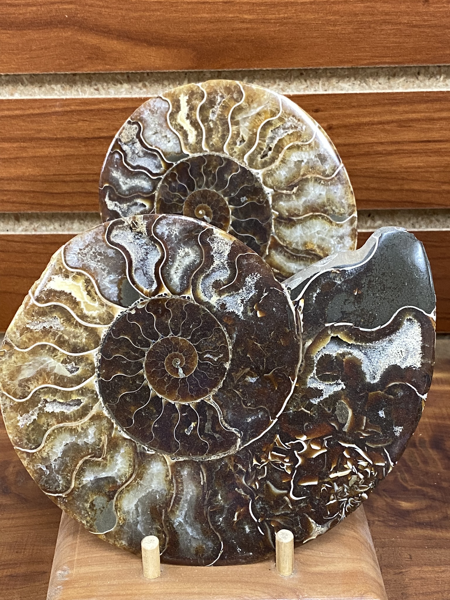 Ammonite Halves pr