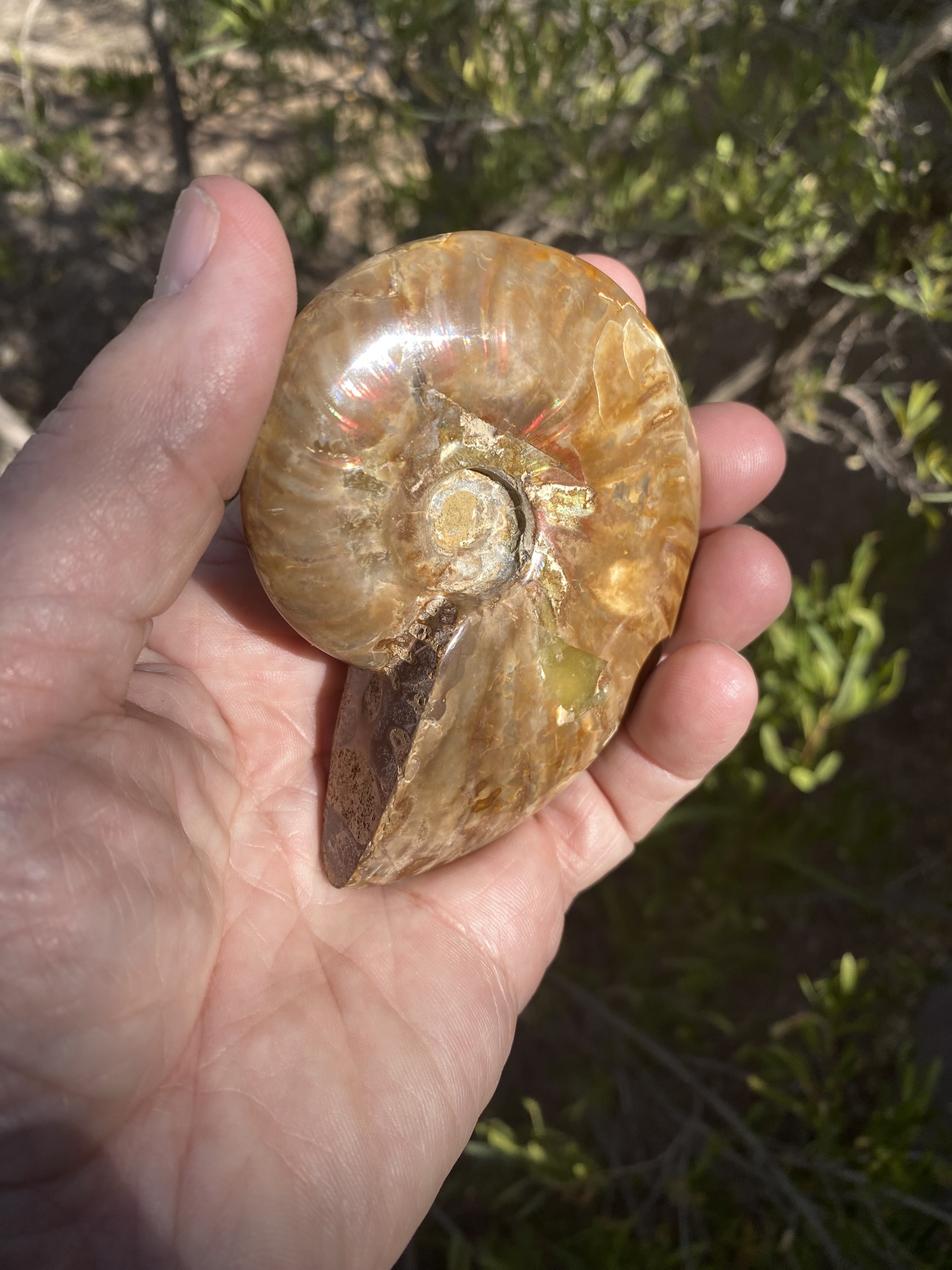 Ammonite, Iridescent