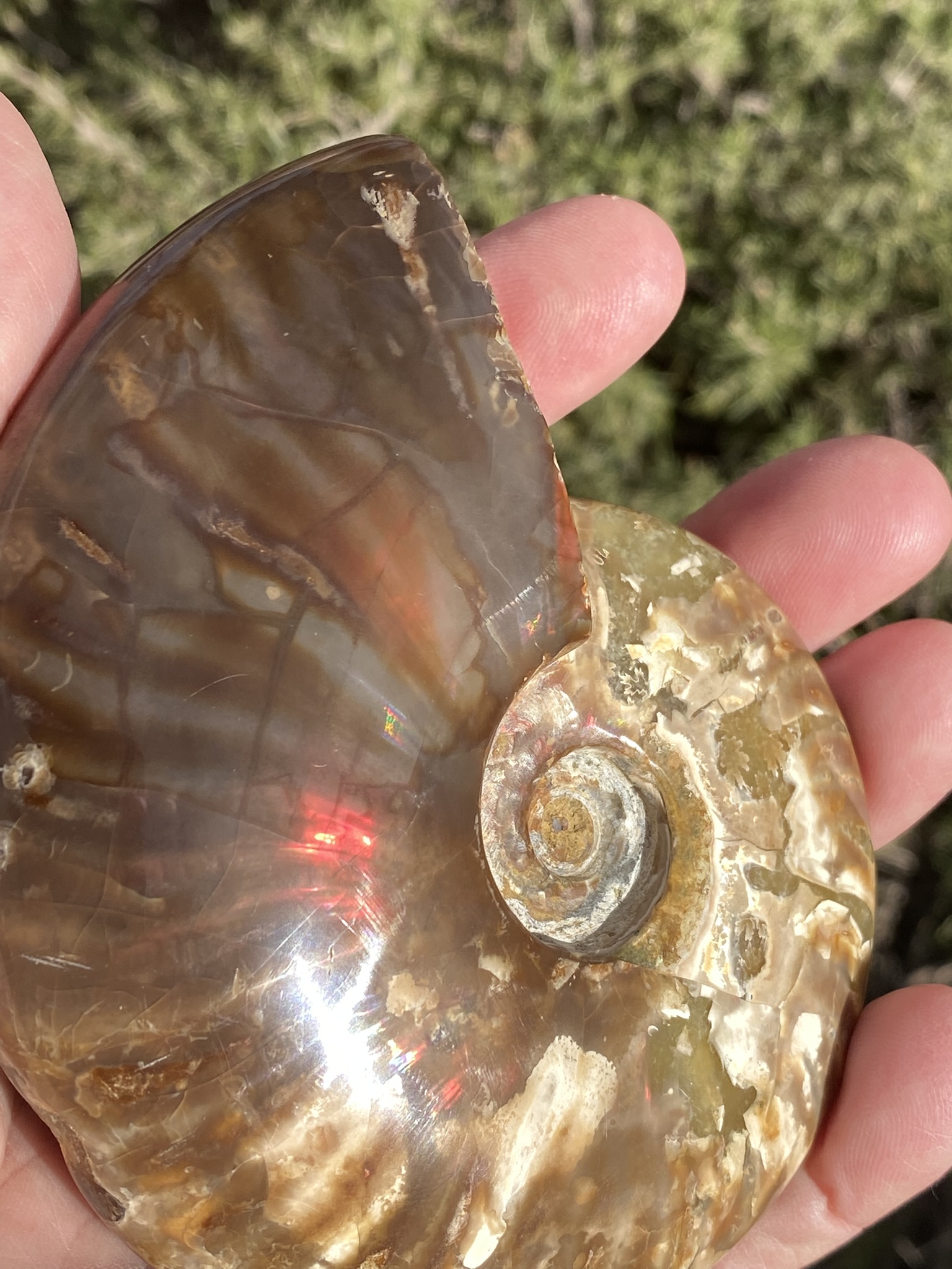 Ammonite, Iridescent