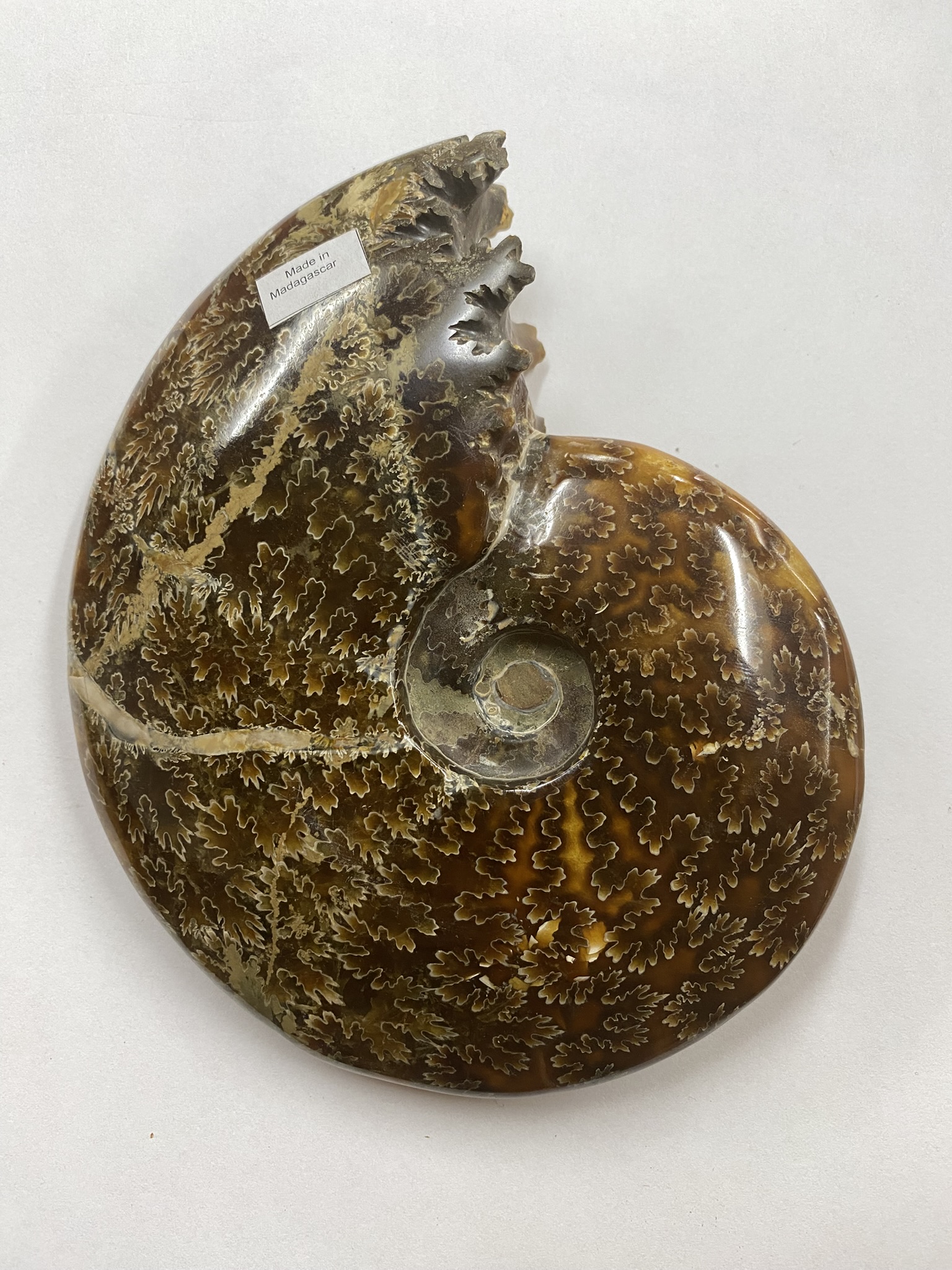 Ammonite, Whole