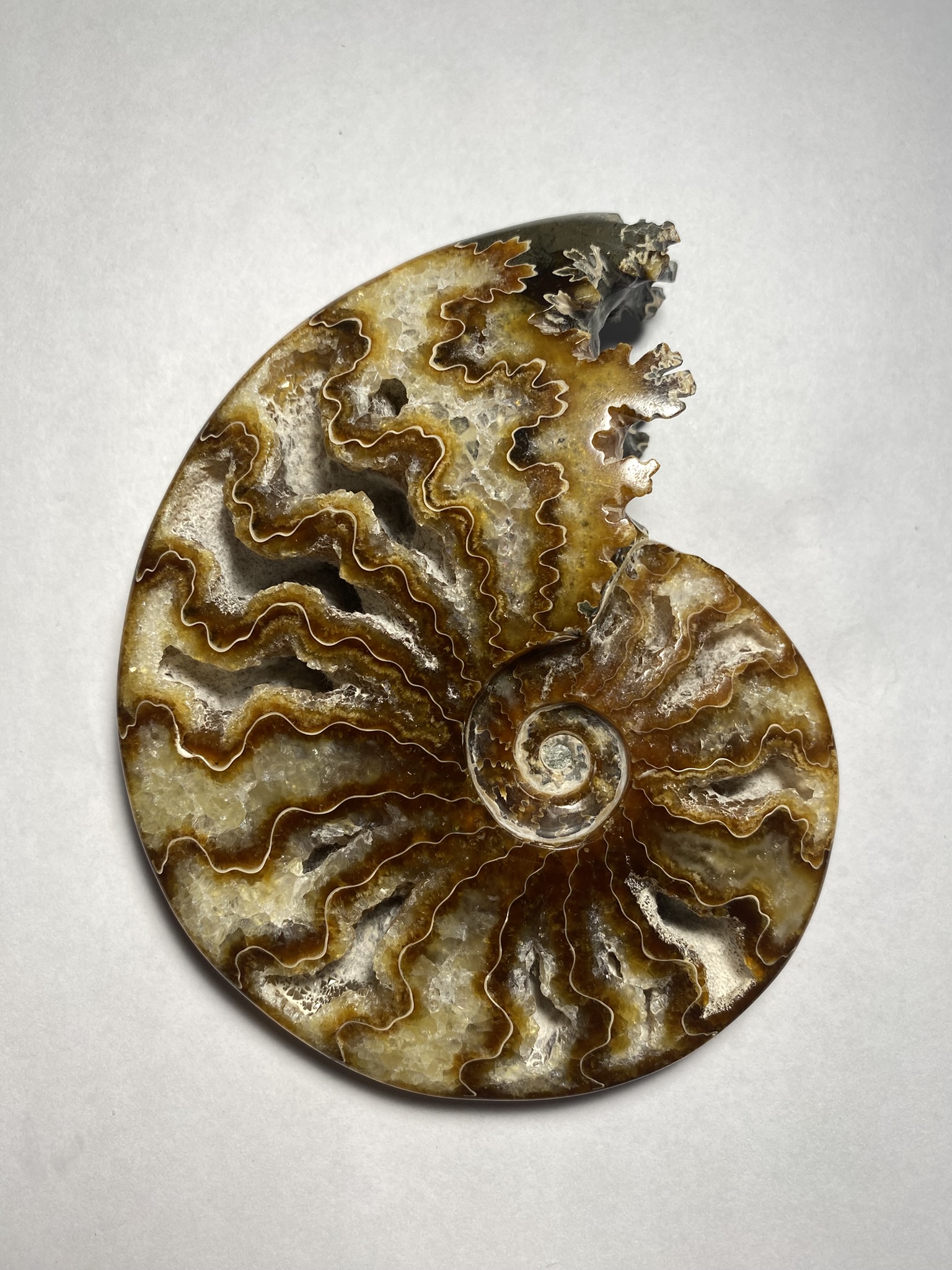 Ammonite, Whole