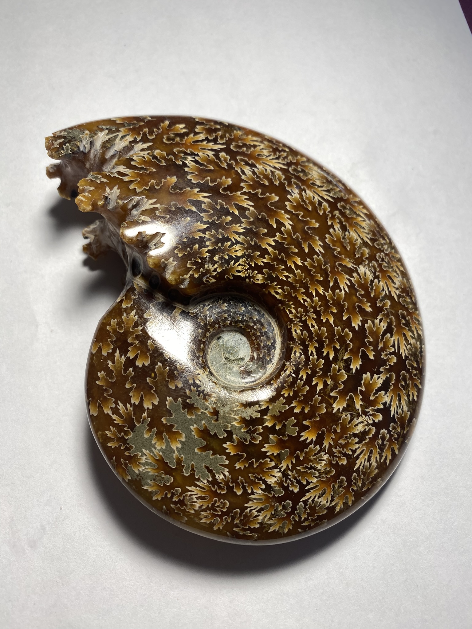 Ammonite, Whole