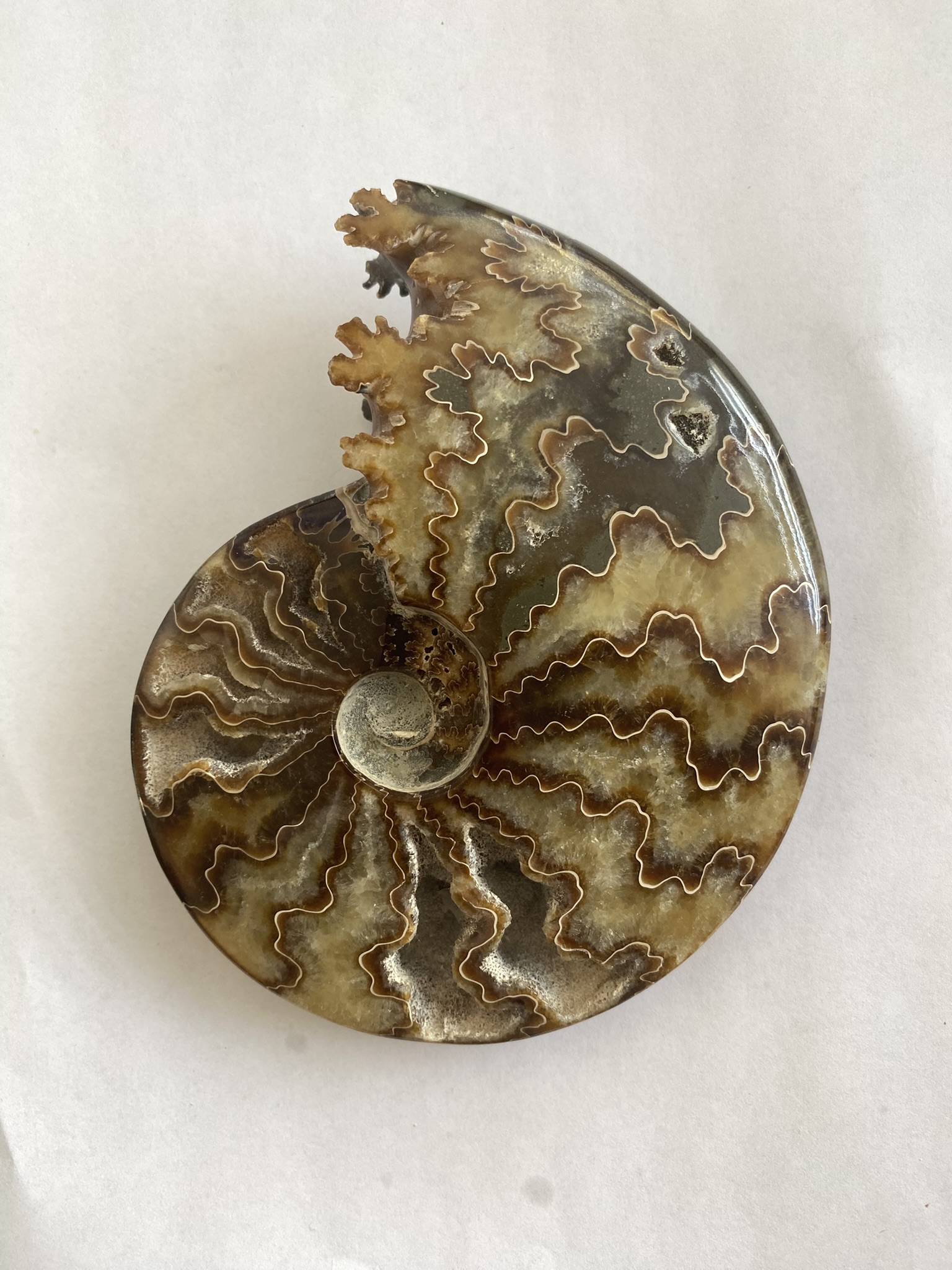 Ammonite, Whole