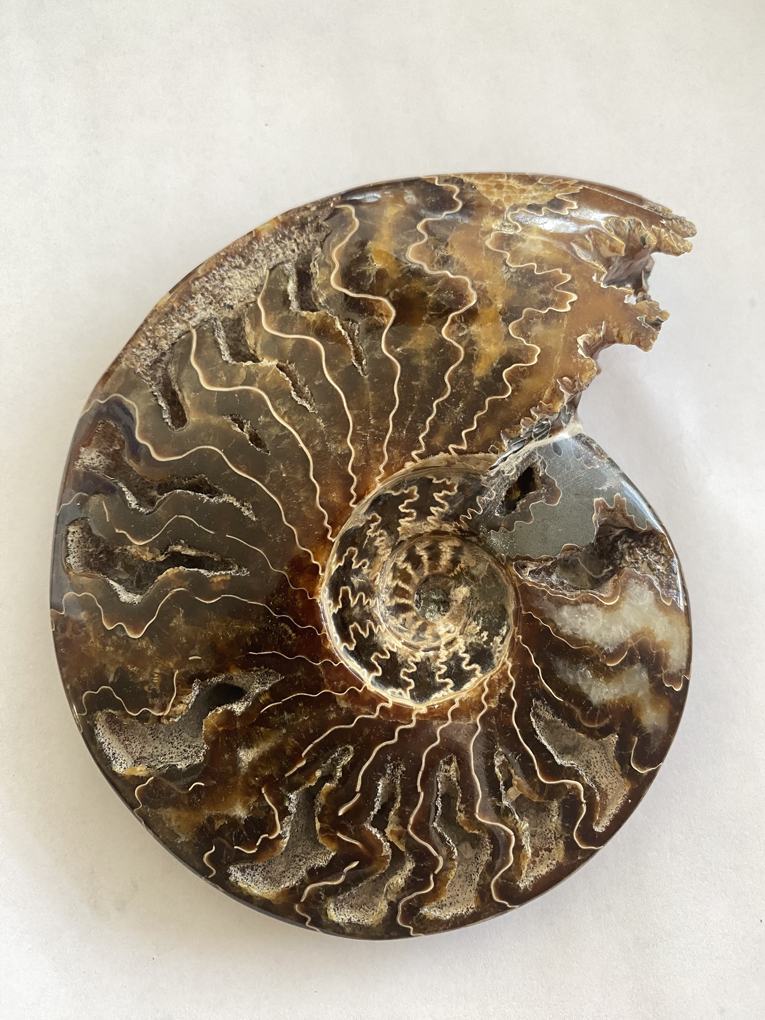 Ammonite, Whole
