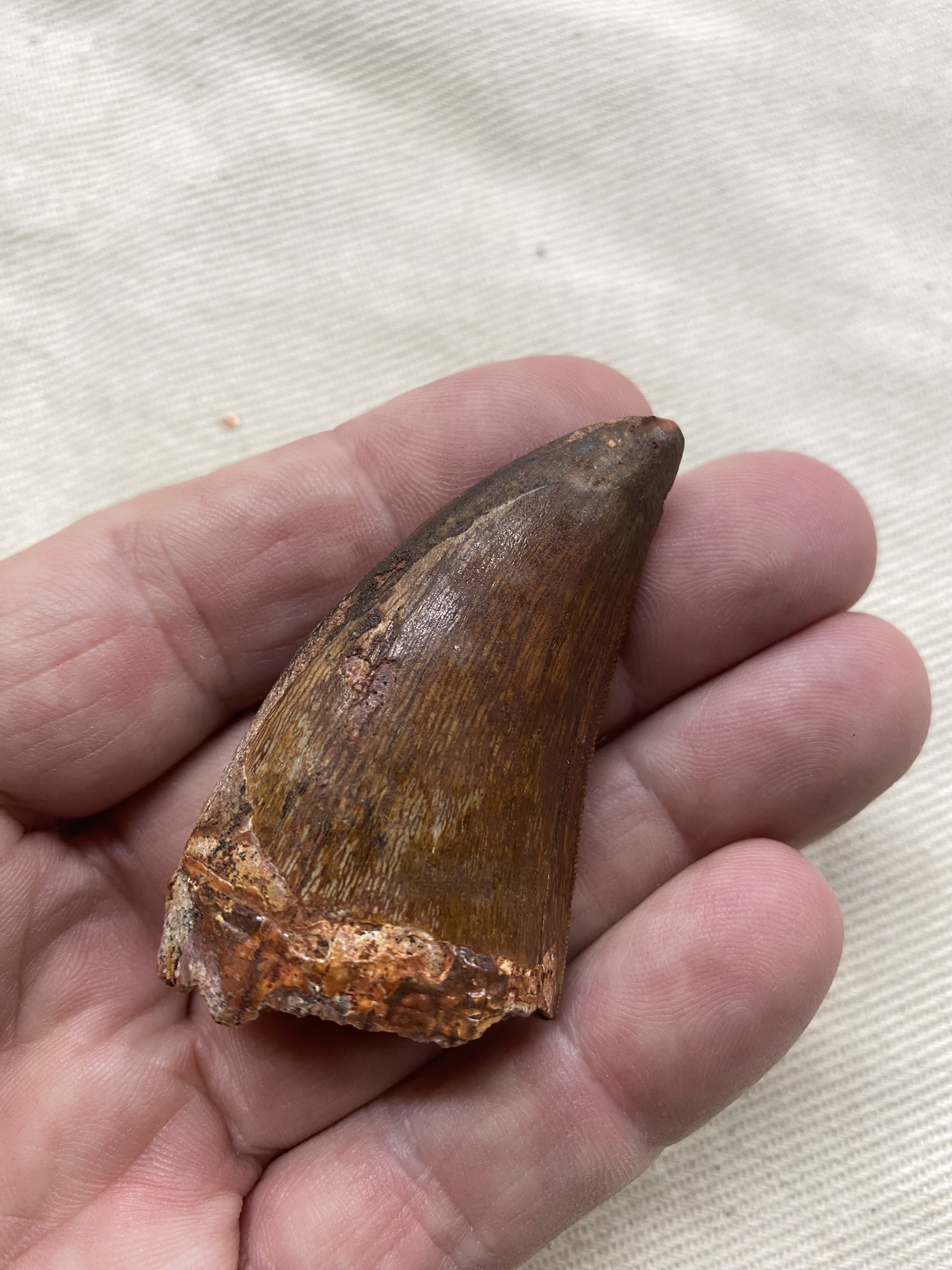 Carcharodontosaurus tooth