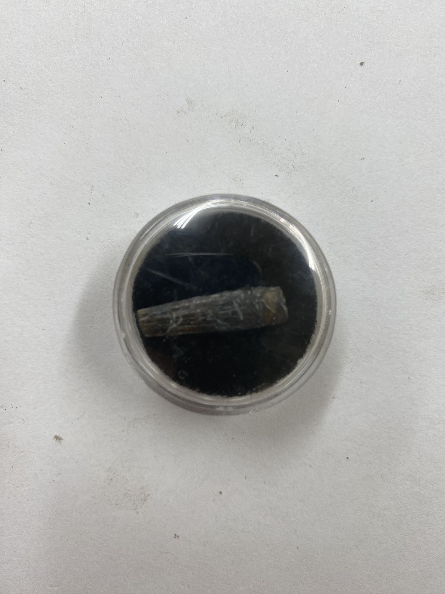 Crocodylomorph Tooth