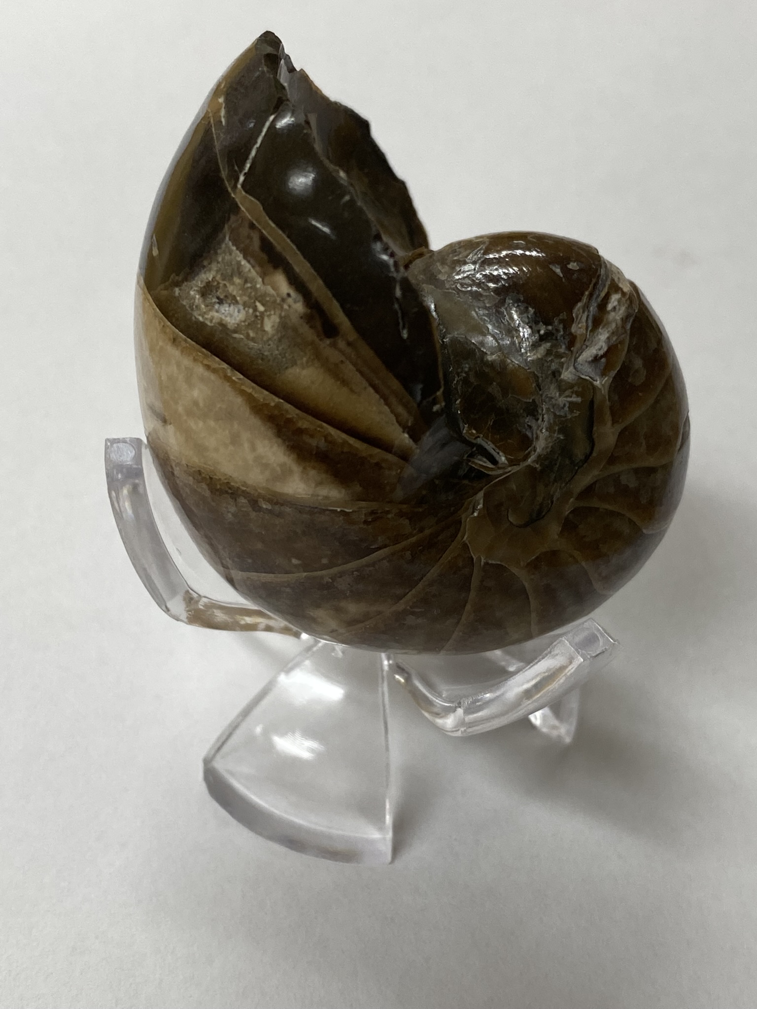 Eutrephoceras Montanaensis