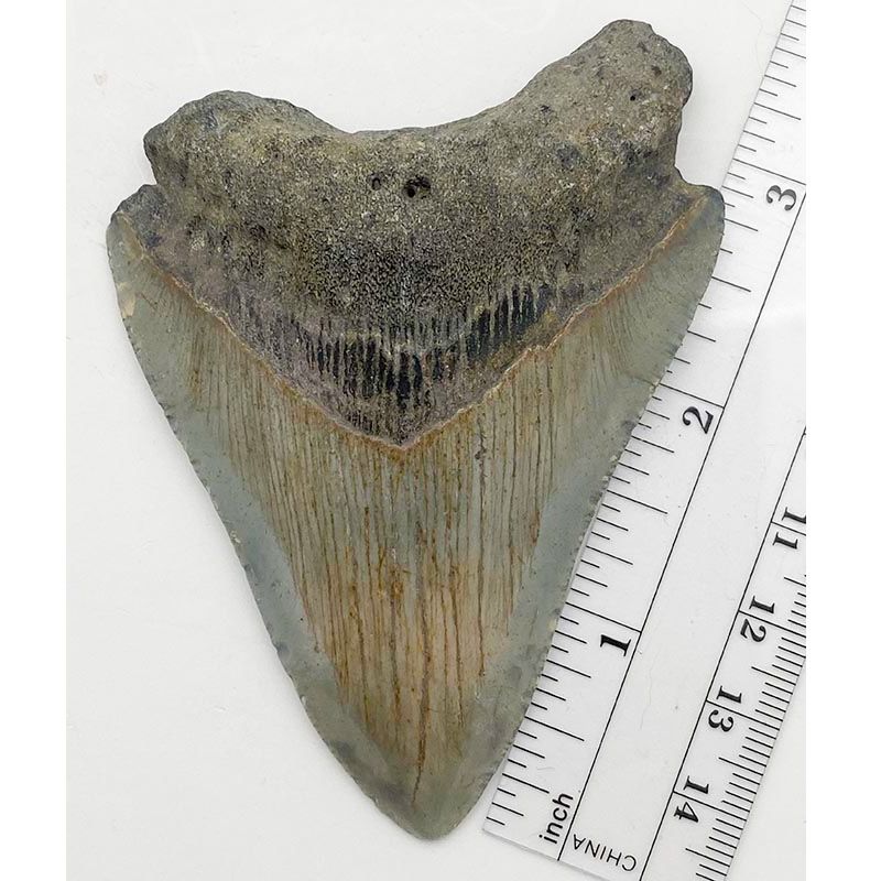 Megalodon Tooth