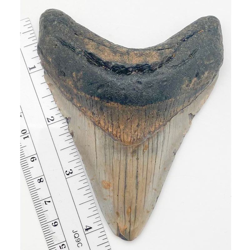 Megalodon Tooth