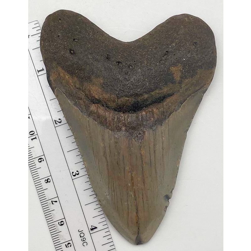 Megalodon Tooth