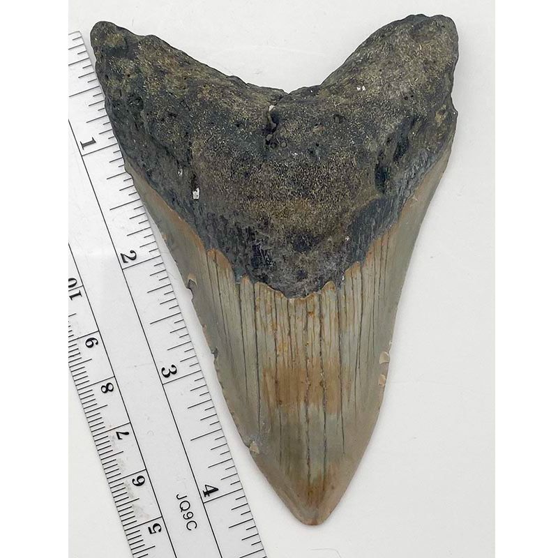 Megalodon Tooth