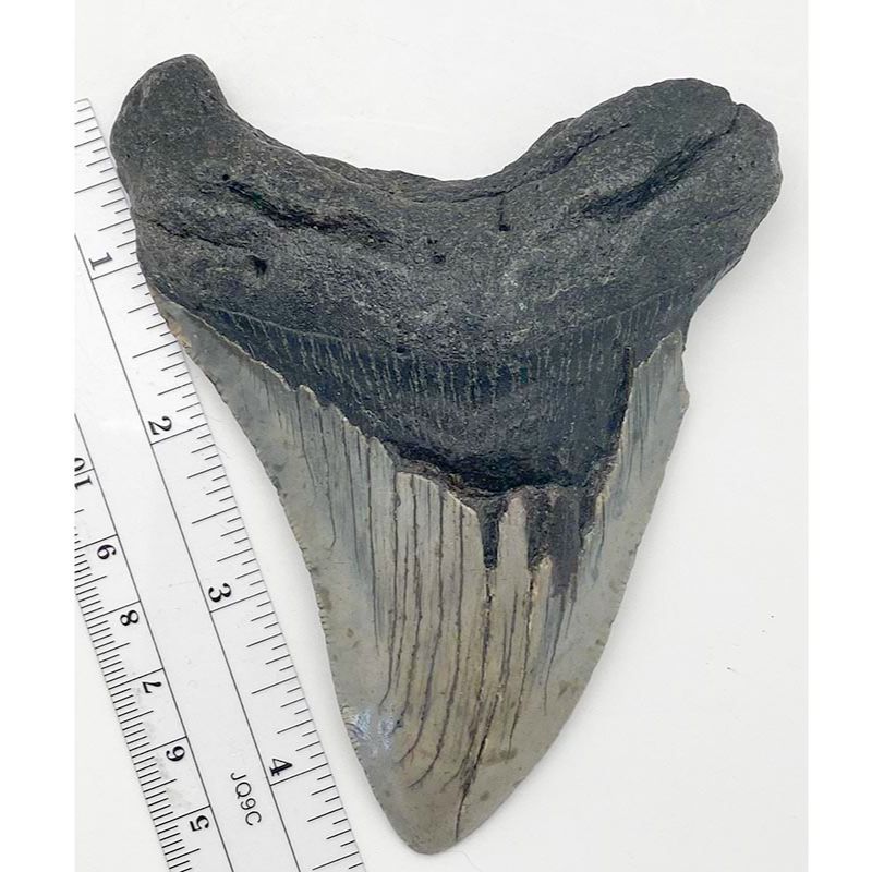 Megalodon Tooth