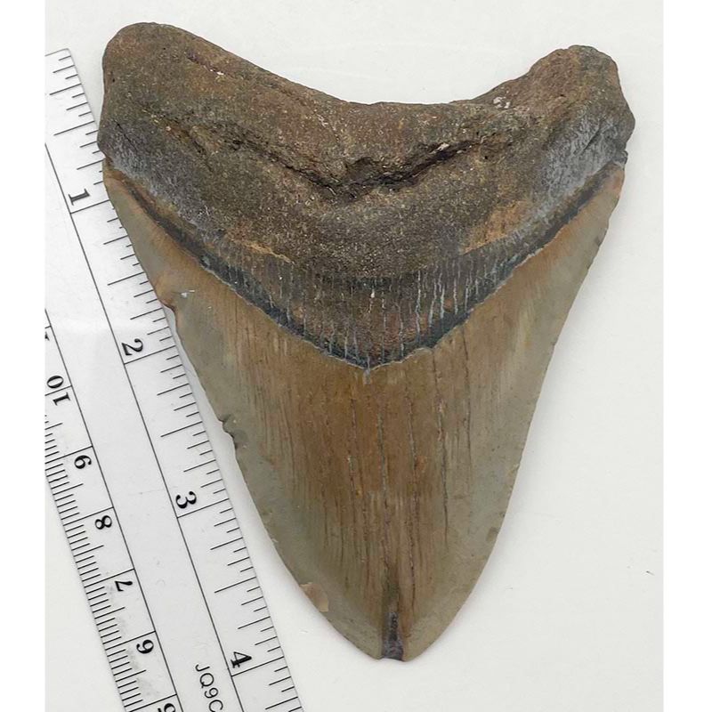 Megalodon Tooth