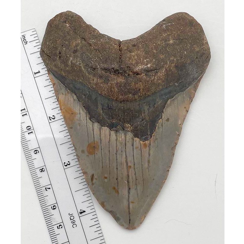 Megalodon Tooth