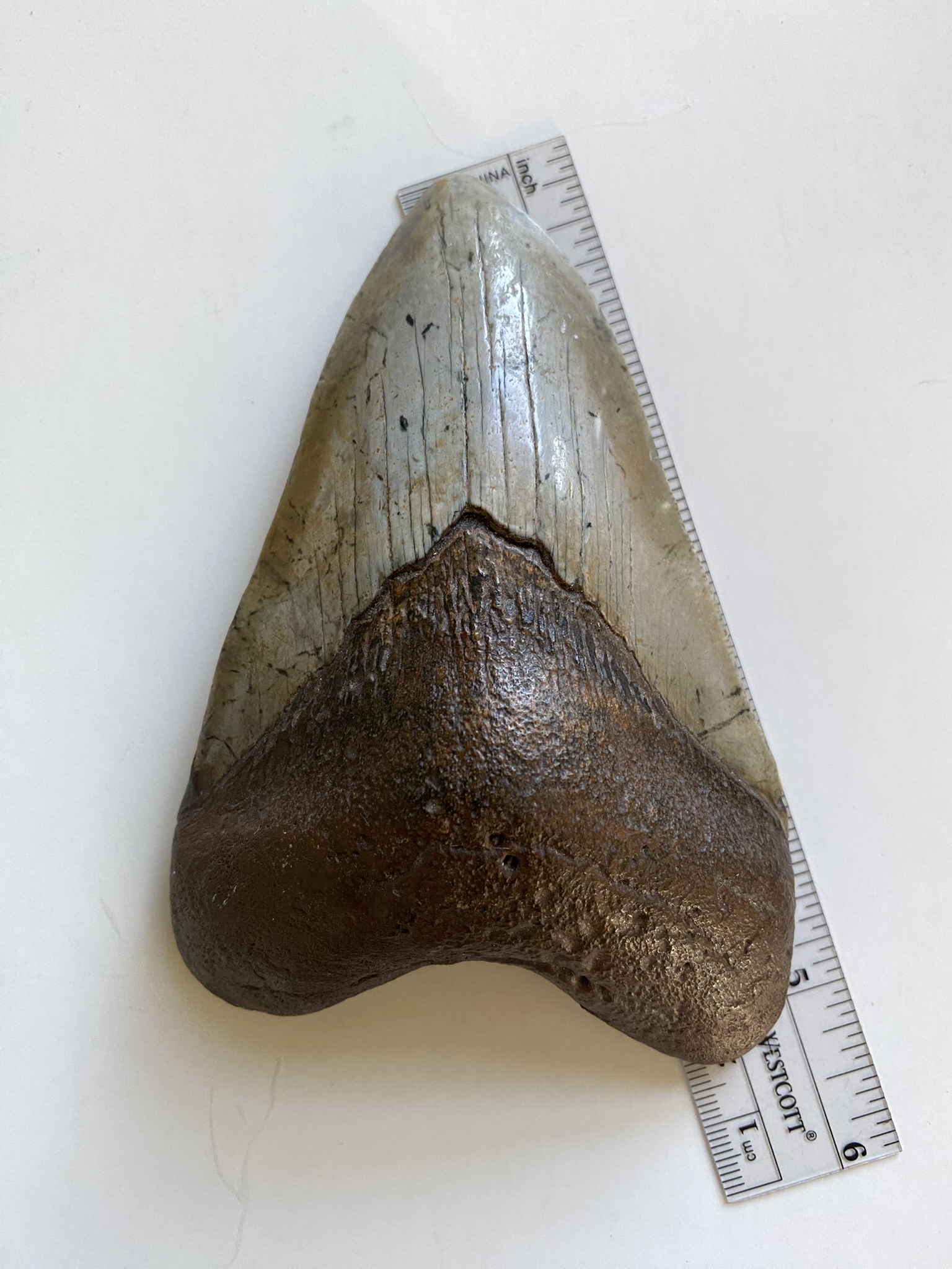 Megalodon tooth