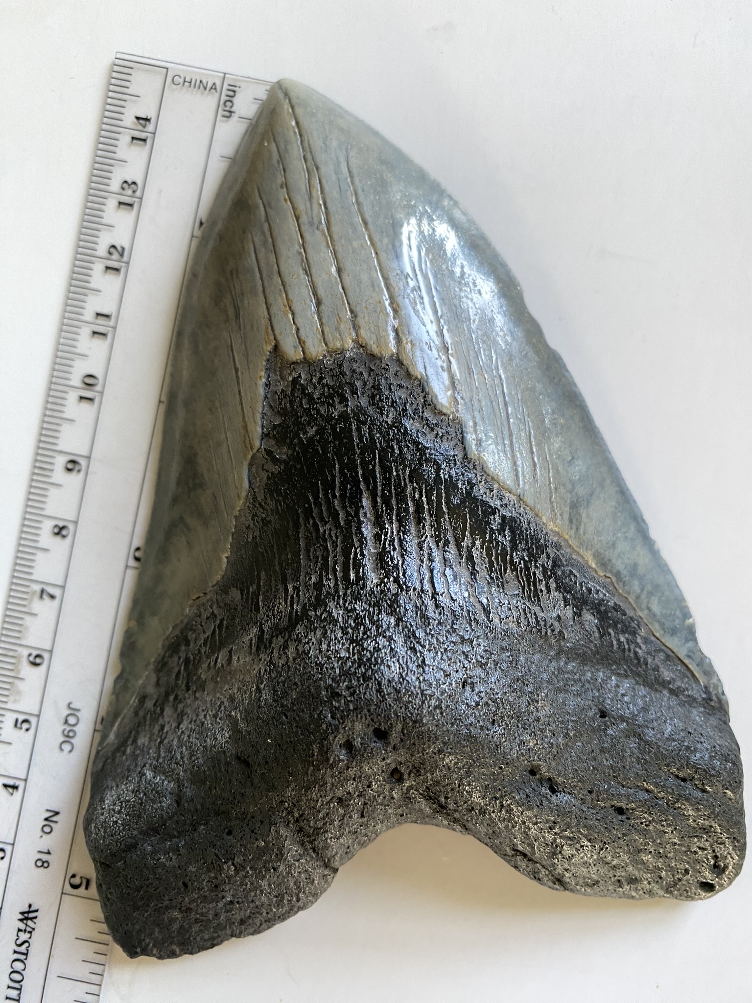 Megalodon tooth
