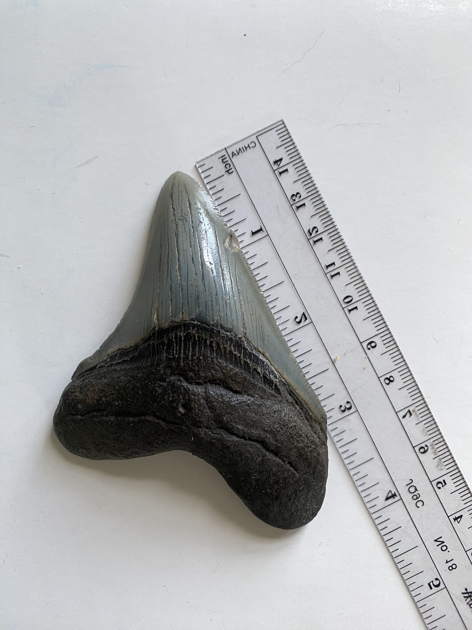 Megalodon tooth