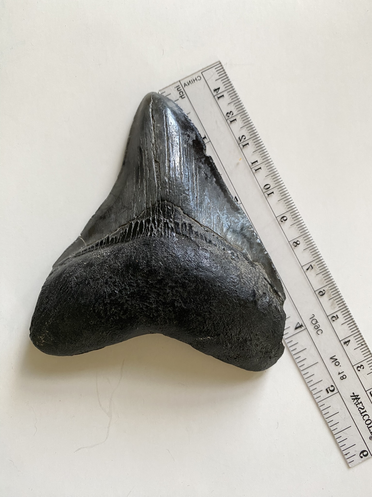 Megalodon tooth
