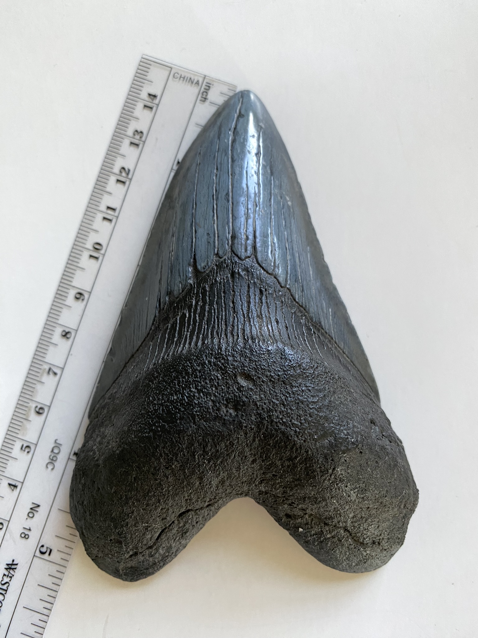 Megalodon tooth