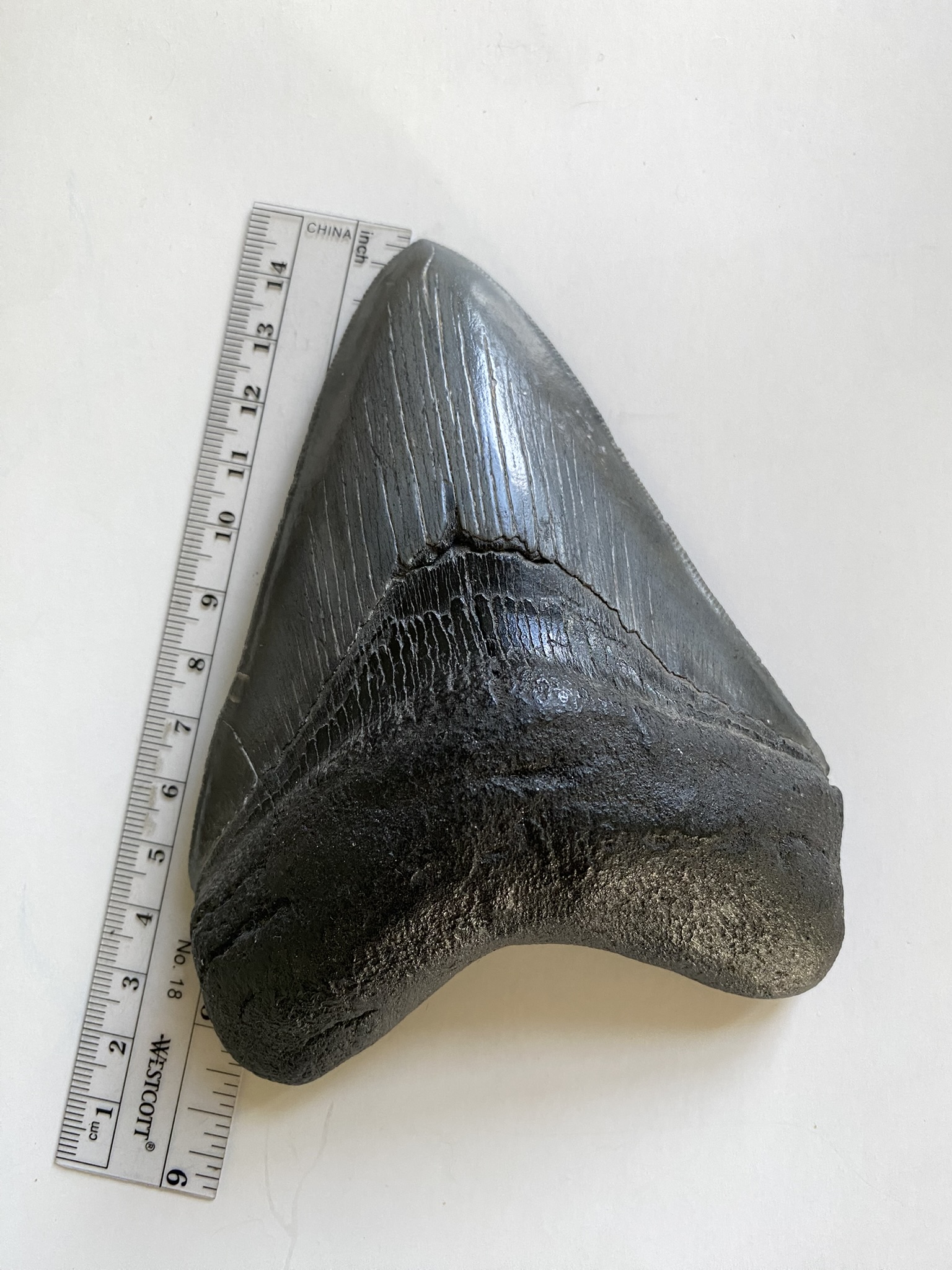 Megalodon tooth