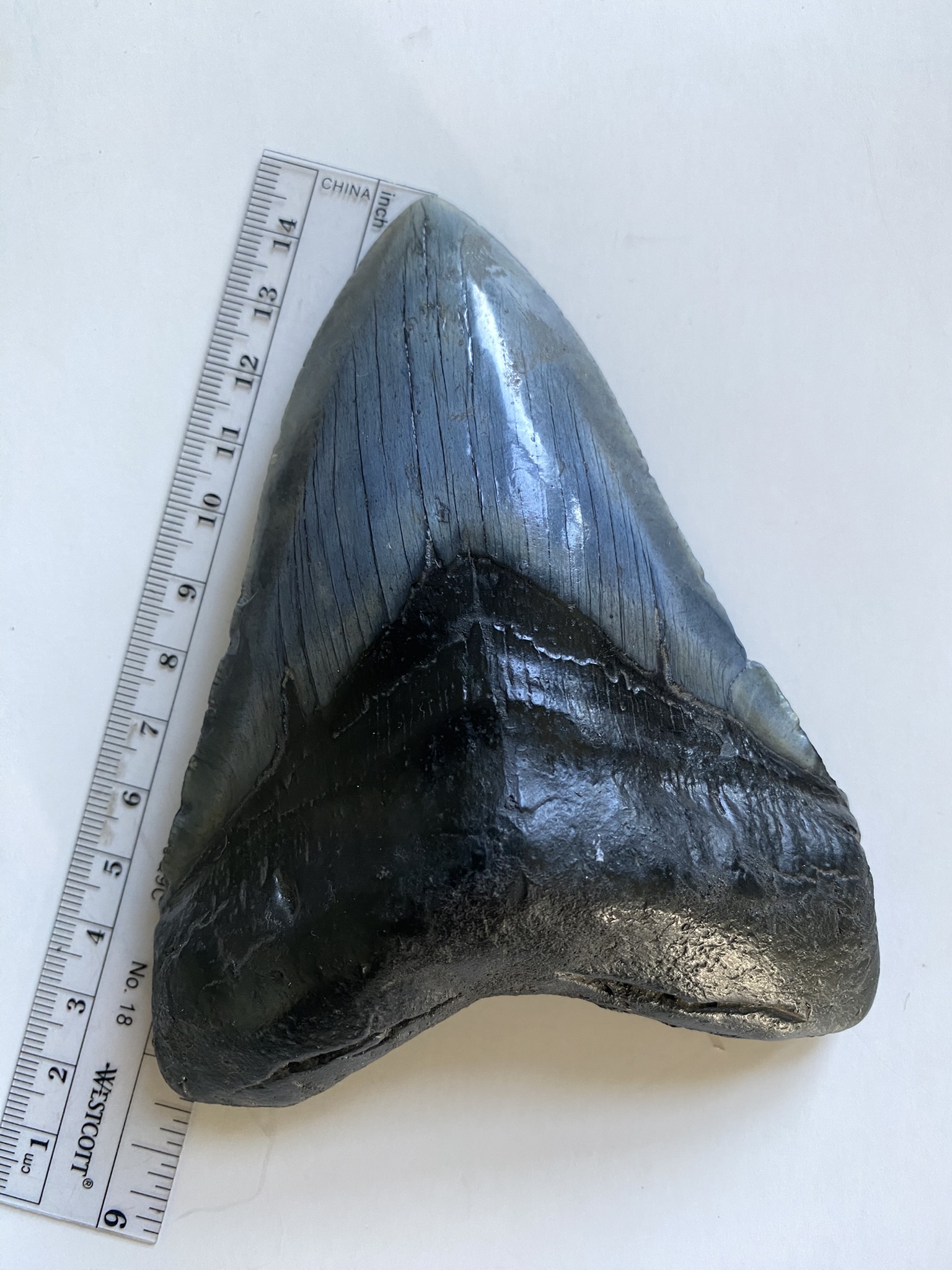 Megalodon tooth