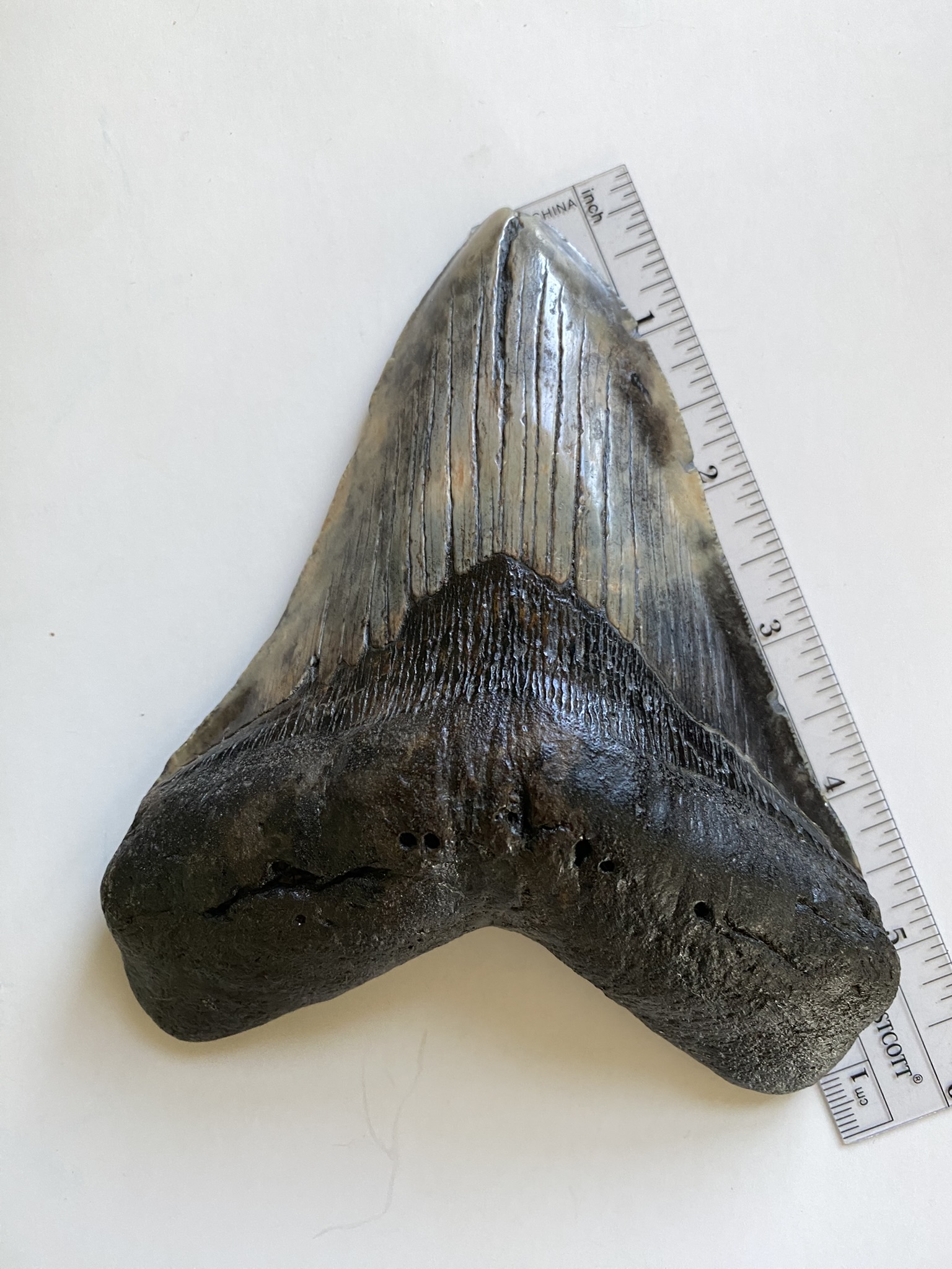 Megalodon tooth
