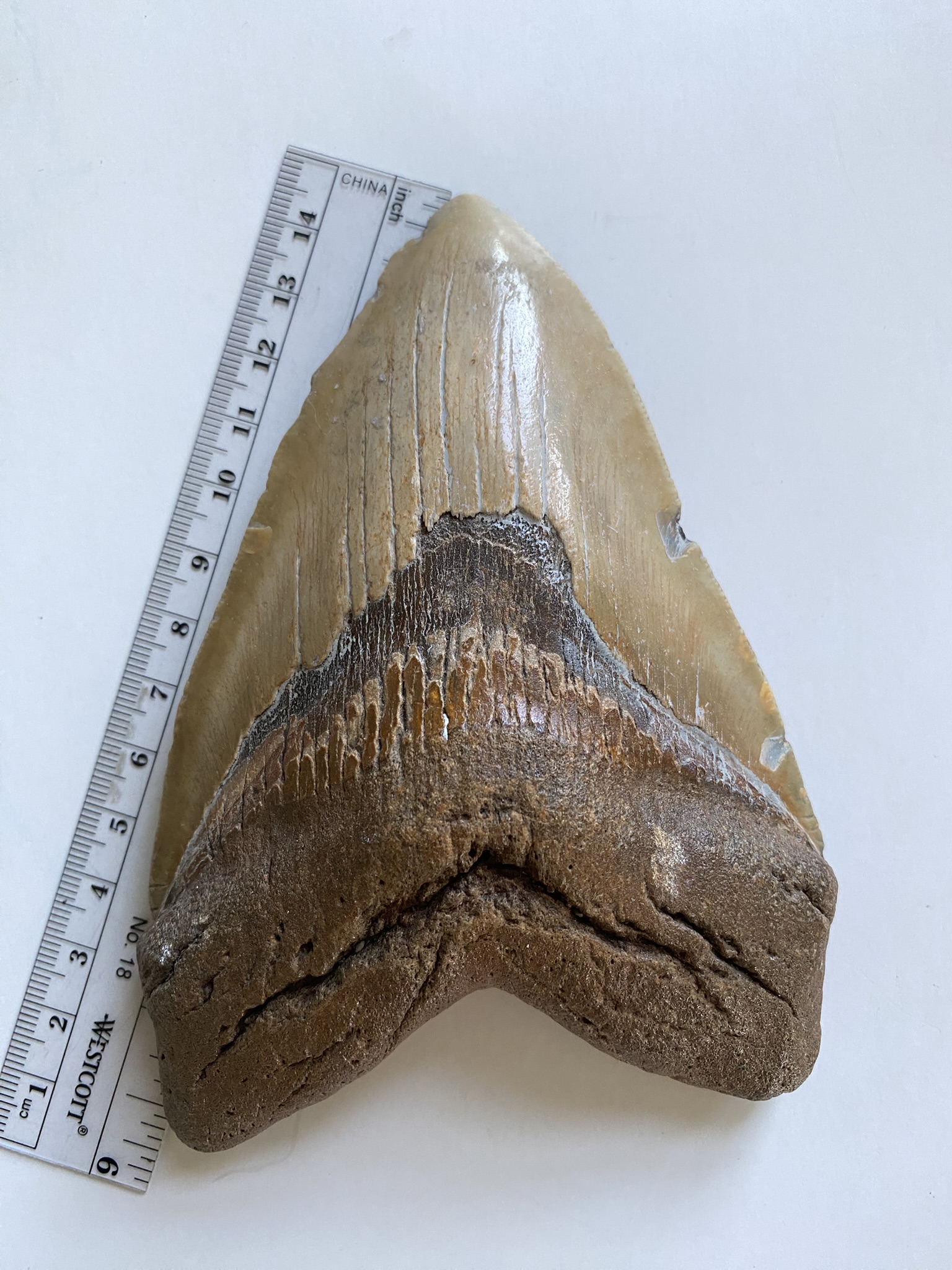 Megalodon tooth