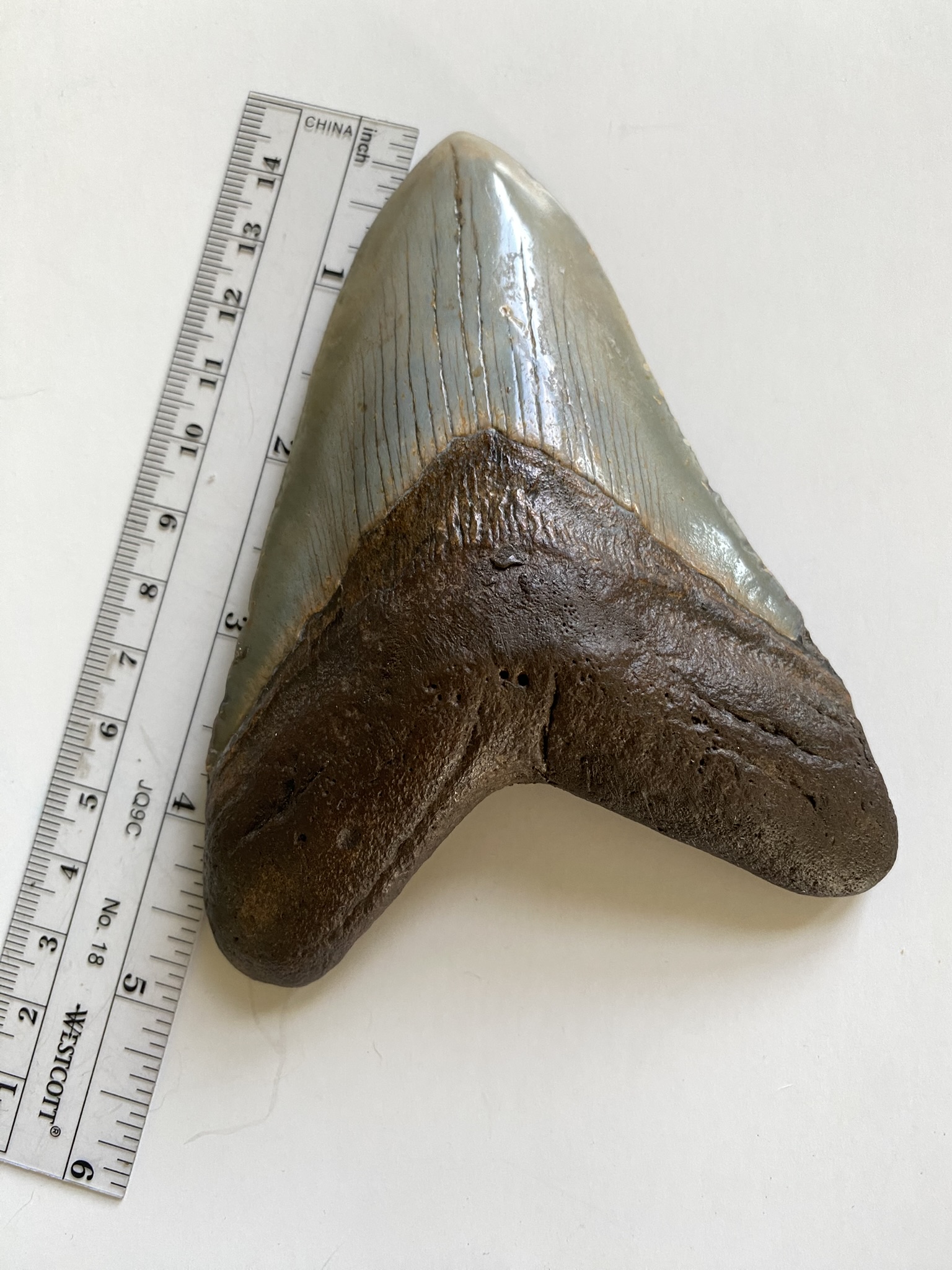Megalodon tooth