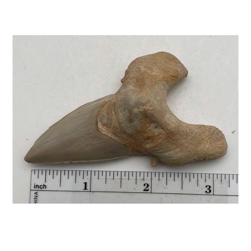 Otodus Tooth XL