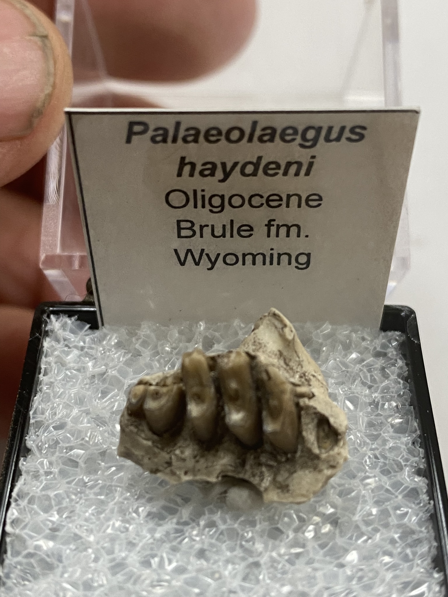 Palaeolagus haydeni jaw section