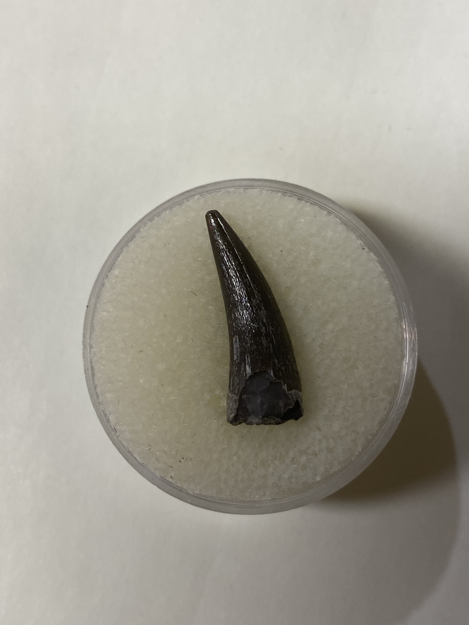 Phytosaur teeth - Arizona