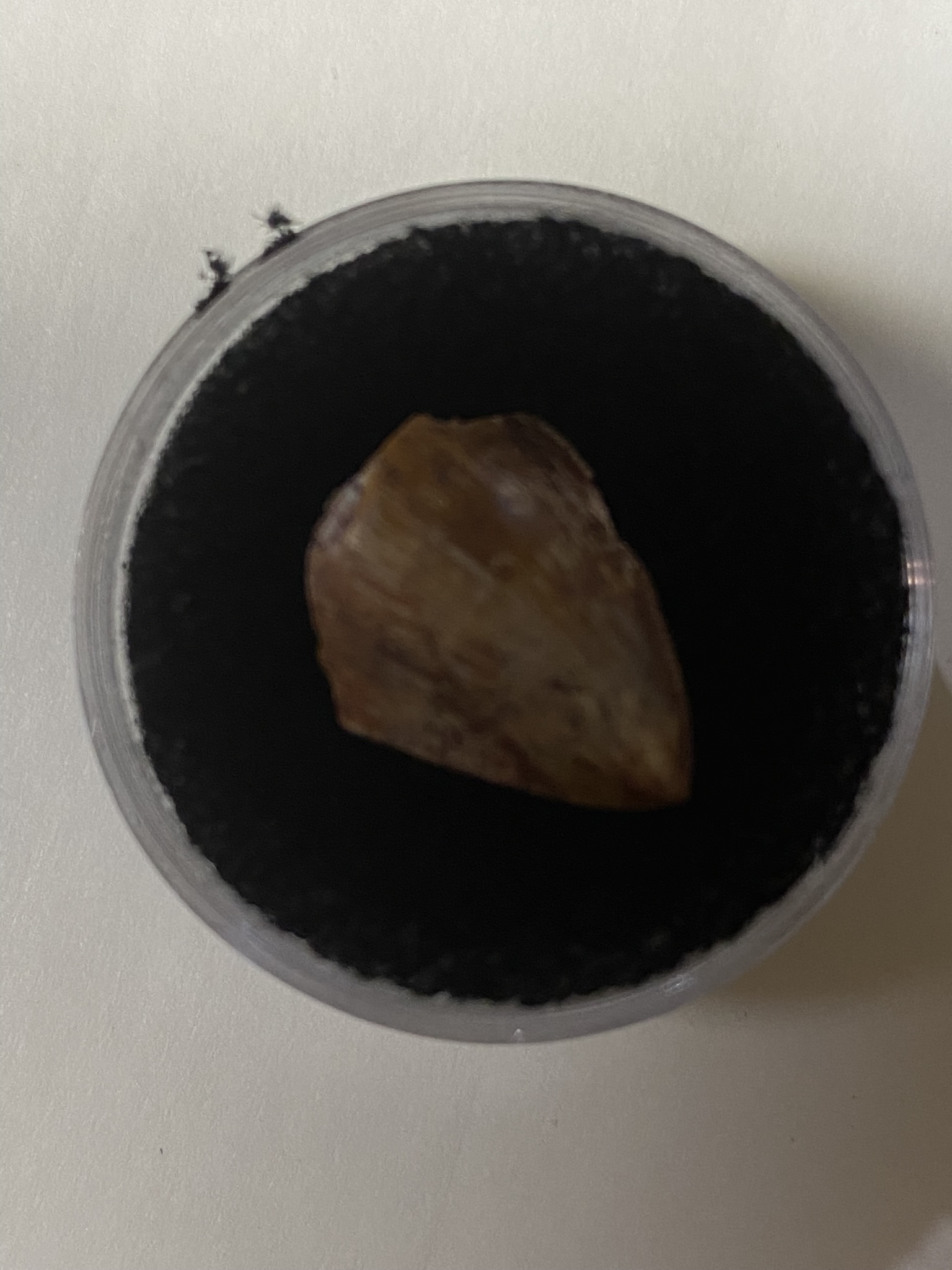 Phytosaur teeth - New Mexico