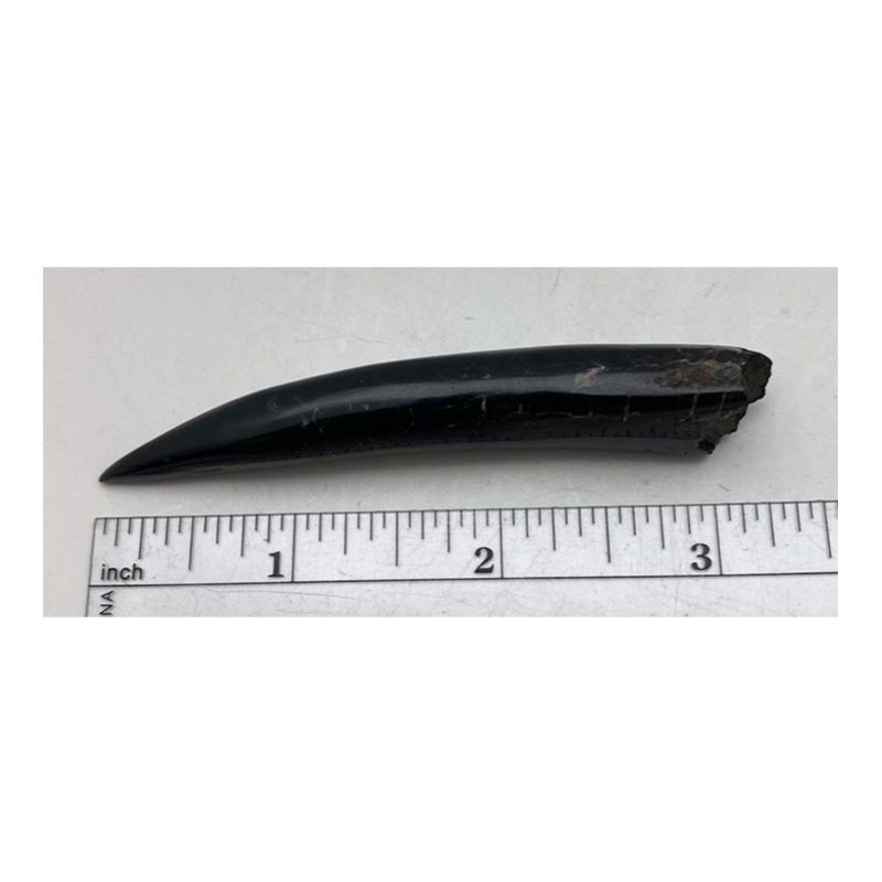 Polished Whale Tooth