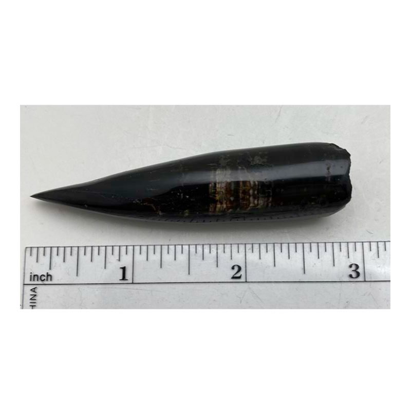 Polished Whale Tooth