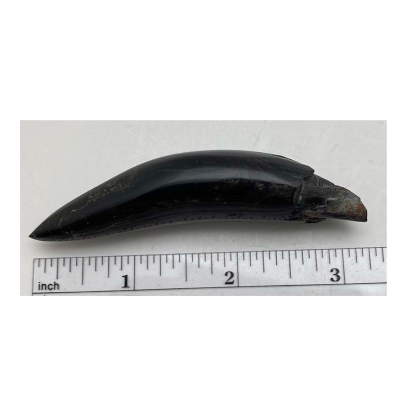 Polished Whale Tooth