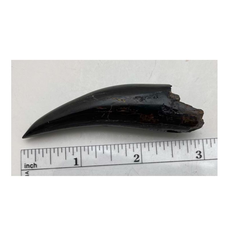 Polished Whale Tooth