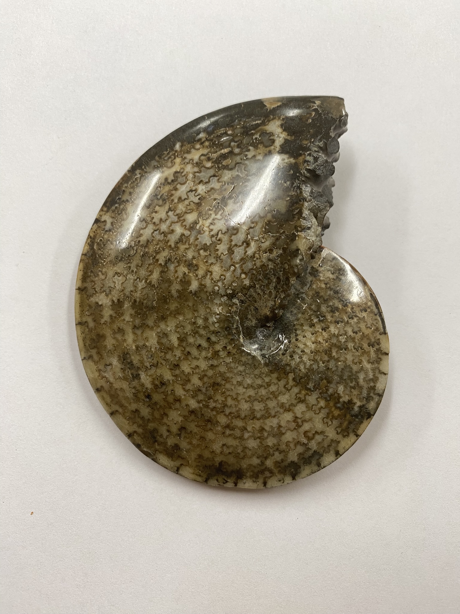 Sphenodiscus splendens