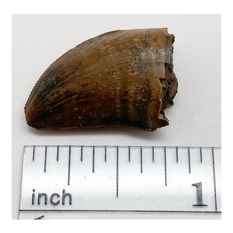 T-Rex Tooth, back tooth, lower jaw from juvenile