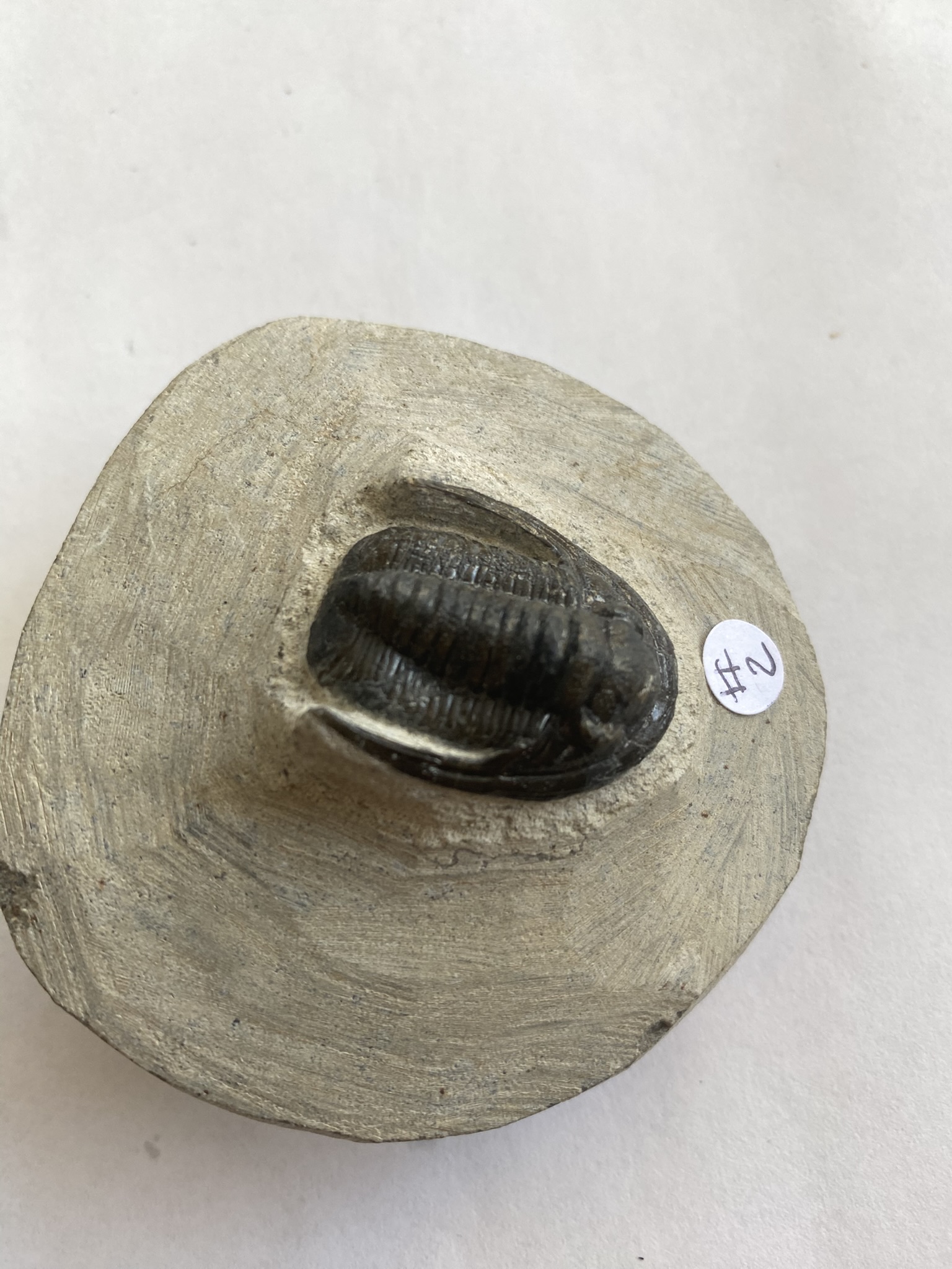 Trilobite Cornuproetus