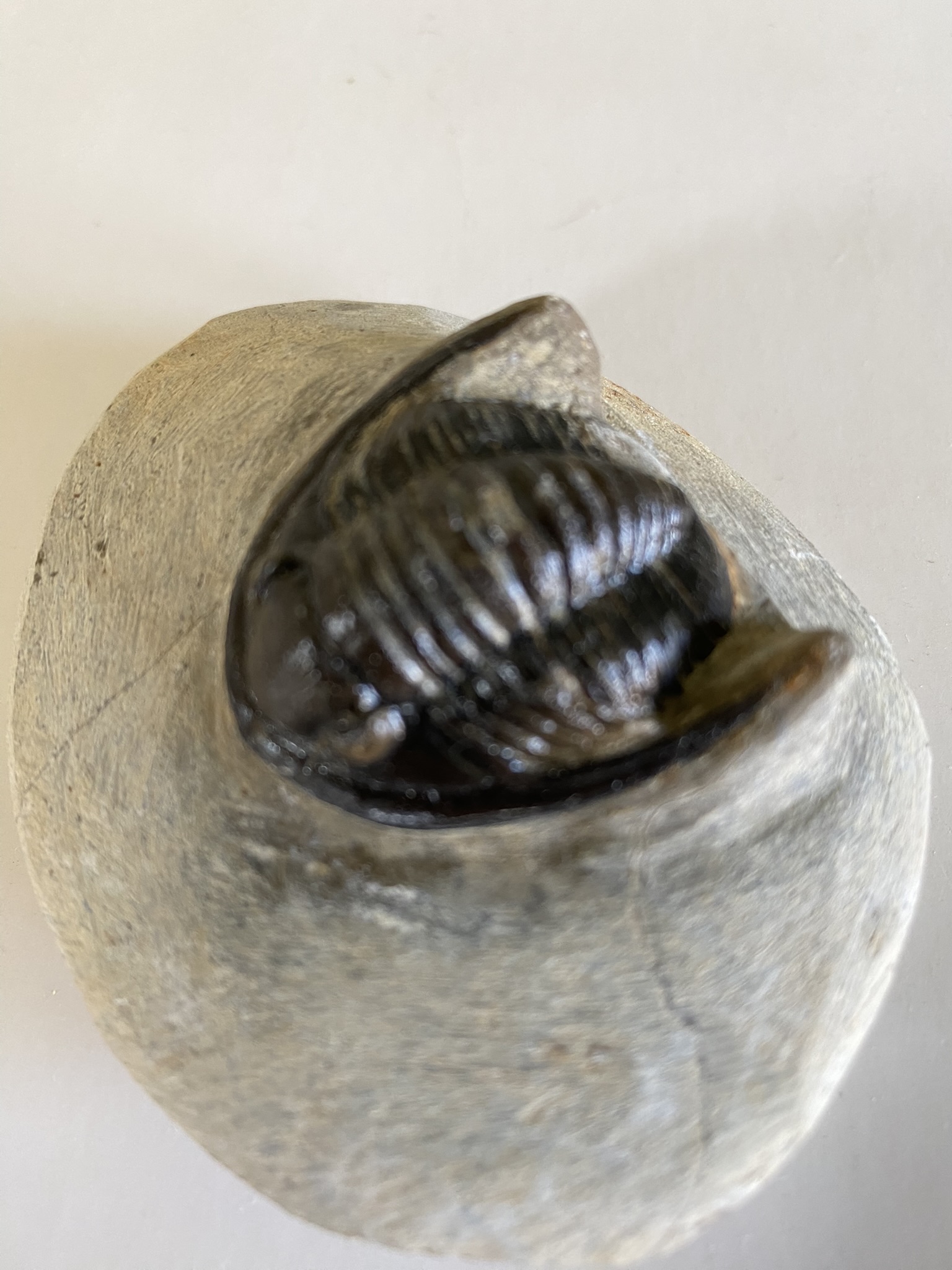 Trilobite Hollardops