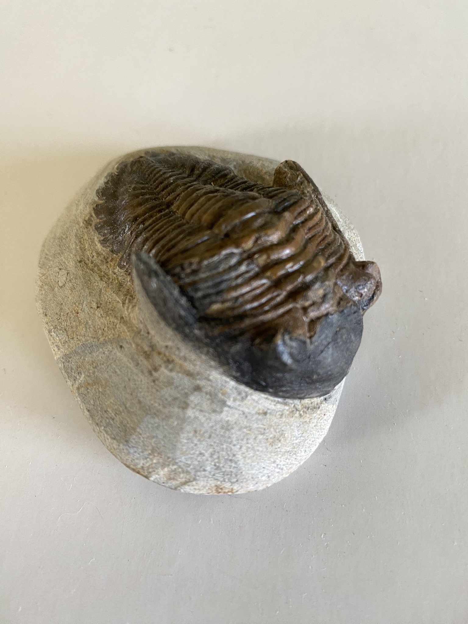 Trilobite Hollardops