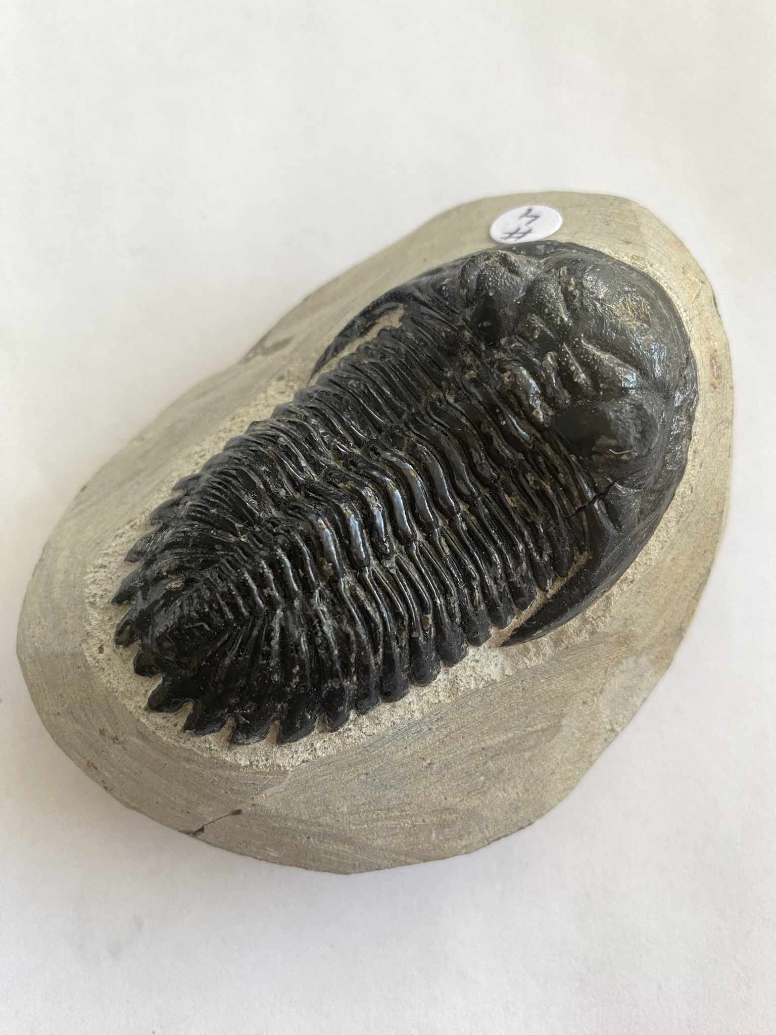 Trilobite Hollardrops