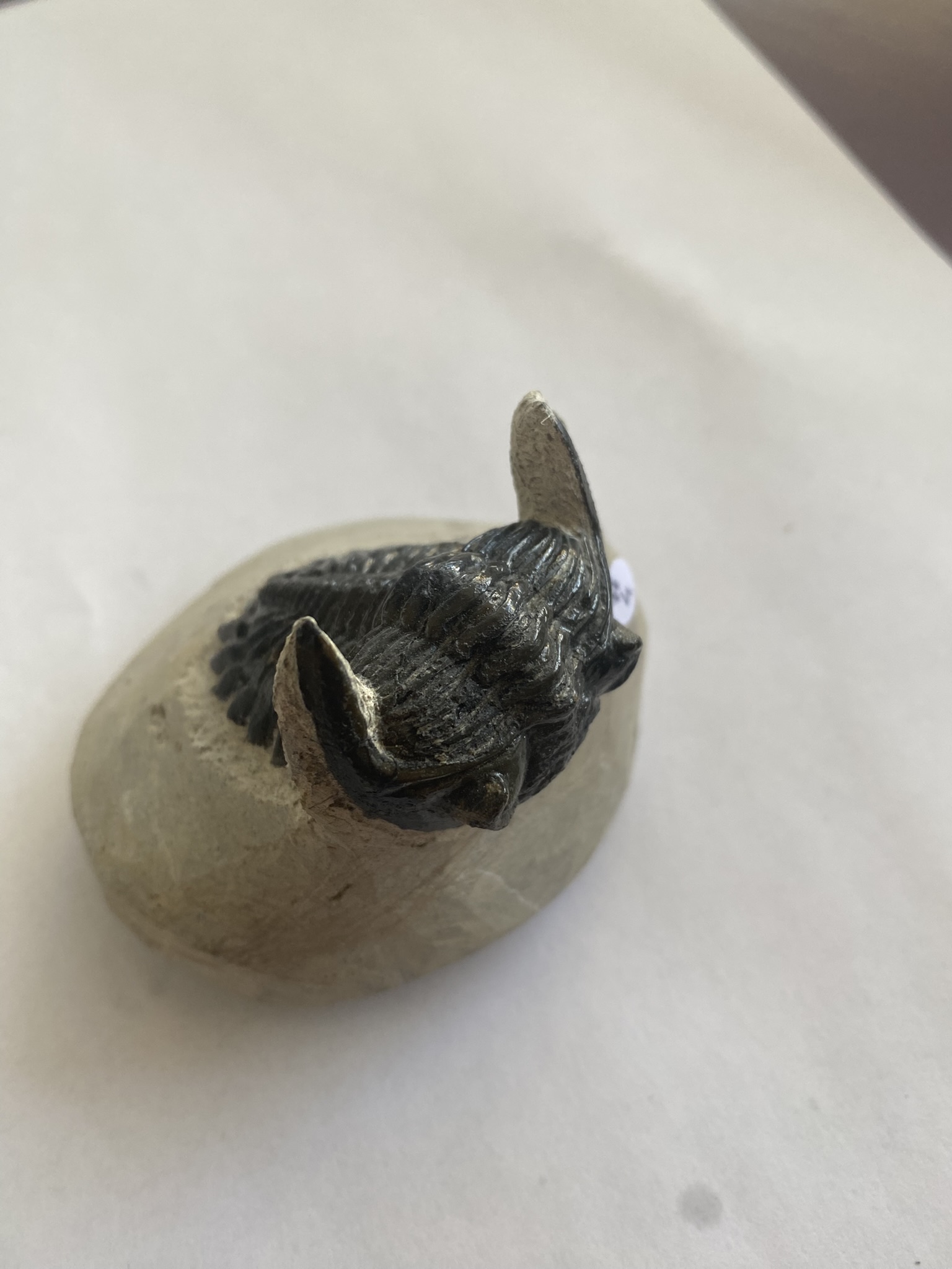 Trilobite Hollardrops