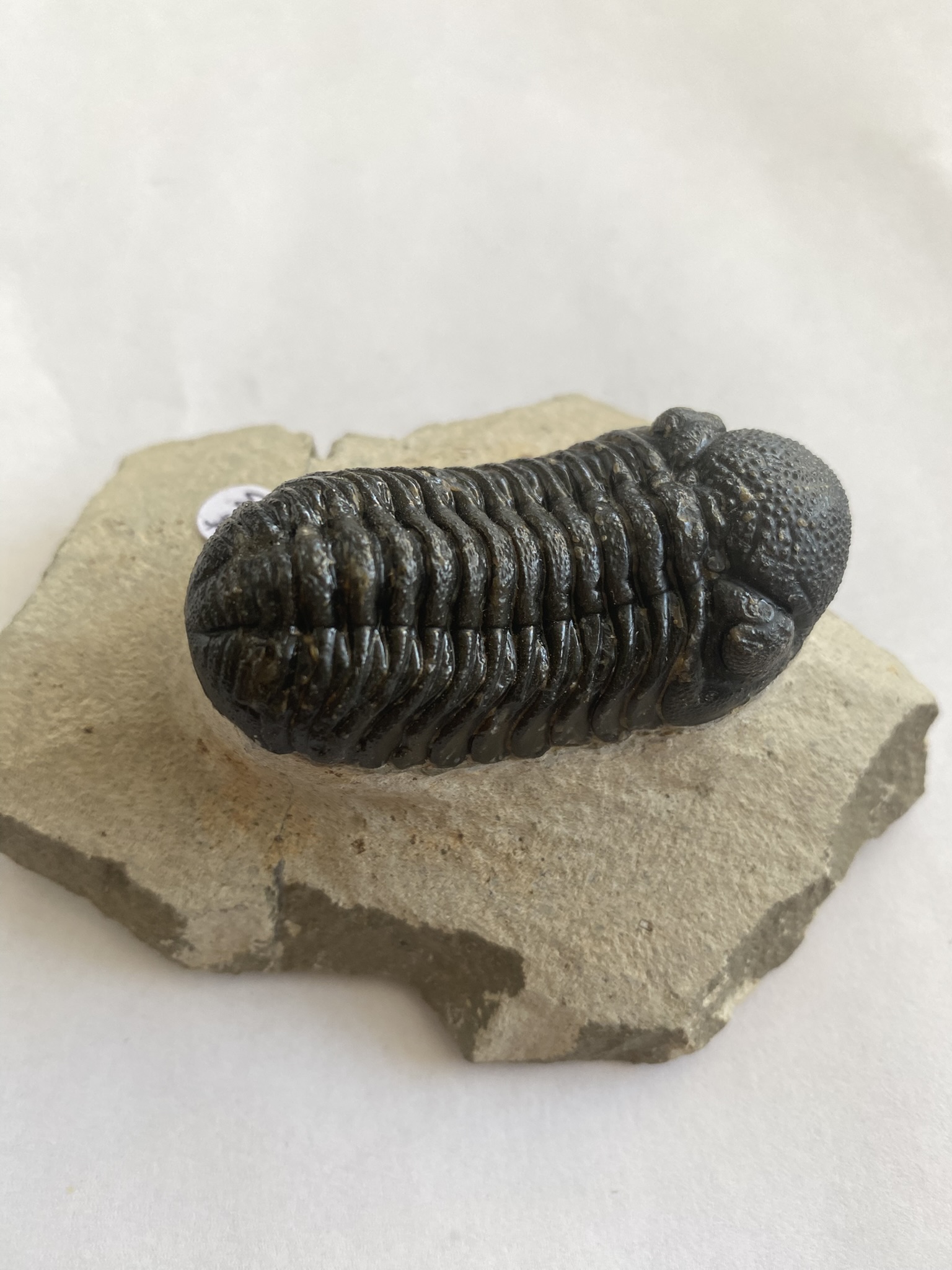 Trilobite Phacops