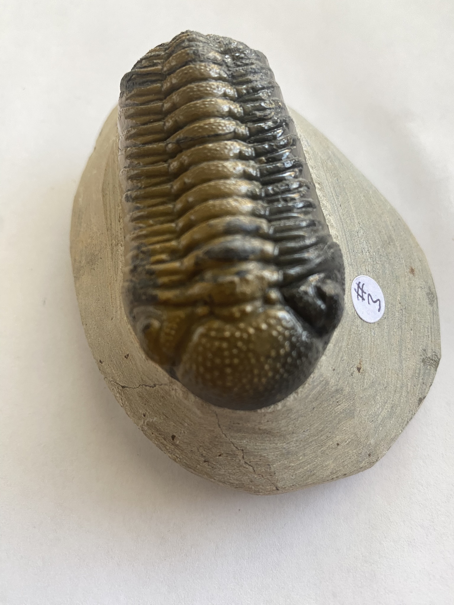 Trilobite Phacops